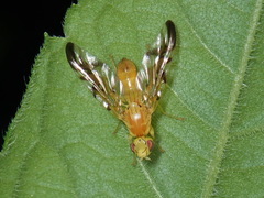 Strauzia longipennis