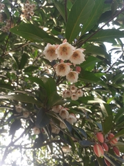 Elaeocarpus grandiflorus