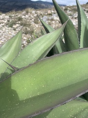 Agave salmiana crassispina