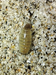 Halophiloscia couchii