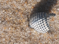 Ilyanassa trivittata