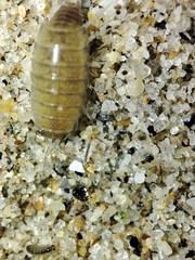 Halophiloscia couchii