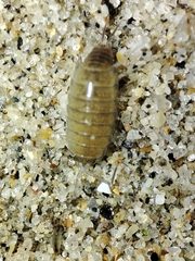 Halophiloscia couchii