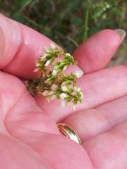 Melilotus albus image