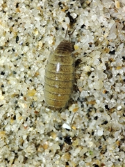 Halophiloscia couchii
