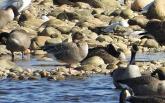 Anser brachyrhynchus