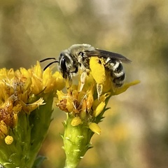 Andrena isocomae