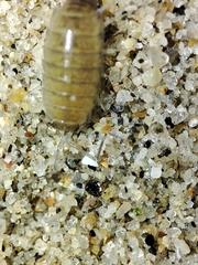 Halophiloscia couchii