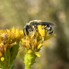 Andrena isocomae