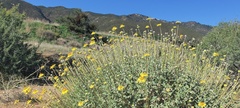 Encelia actoni