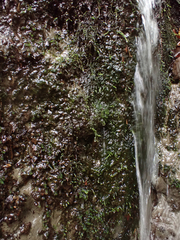 Dichodontium pellucidum