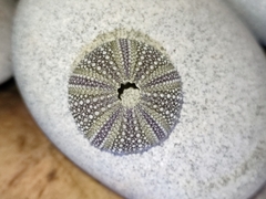 Sphaerechinus granularis