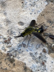 Lepidophora lepidocera