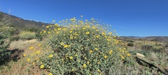 Encelia actoni
