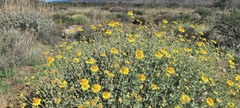 Encelia actoni