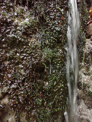 Dichodontium pellucidum