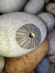 Sphaerechinus granularis