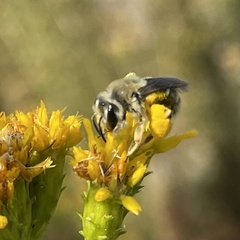 Andrena isocomae