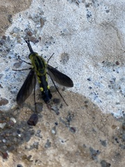 Lepidophora lepidocera