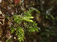 Dichodontium pellucidum