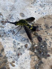 Lepidophora lepidocera