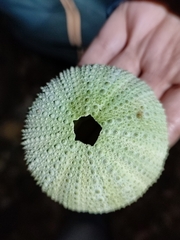 Sphaerechinus granularis