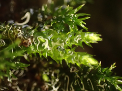 Dichodontium pellucidum