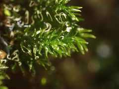 Dichodontium pellucidum