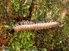 Polydesmidae