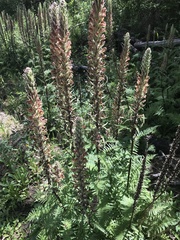Pedicularis procera