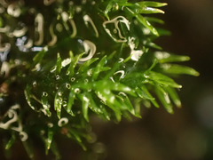 Dichodontium pellucidum