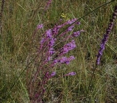 Liatris tenuifolia