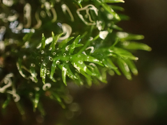 Dichodontium pellucidum