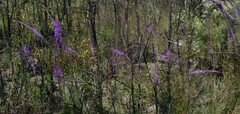 Liatris gracilis