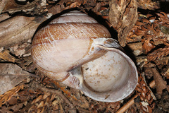 Sphaerospira fraseri