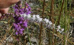 Liatris chapmanii