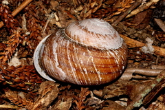 Sphaerospira fraseri