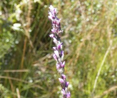 Liatris quadriflora