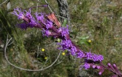 Liatris tenuifolia