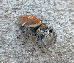 Phidippus