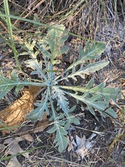 Hymenopappus artemisiifolius