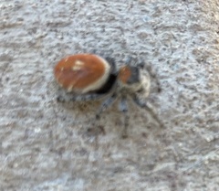 Phidippus