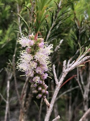 Melaleuca