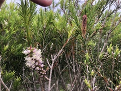 Melaleuca