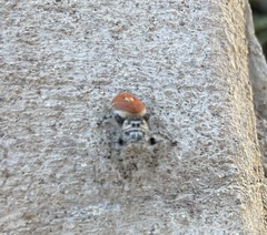 Phidippus