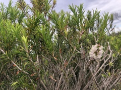 Melaleuca