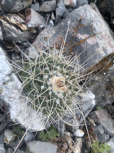 Mammillaria compressa