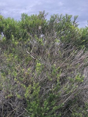 Melaleuca