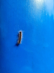 Lymantria dispar