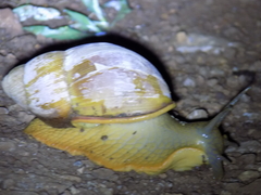 Megalobulimus oblongus